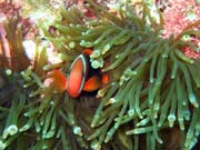 Klaun (Clown Anemonefish) ve svém hostiteli v rostlině anemone. Potápění u ostrova Bunaken, lokalita Siladan I. Indonésie.