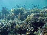 Potápění u ostrova Bunaken, lokalita Siladan I. Indonésie.