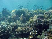 Potpn u ostrova Bunaken, lokalita Siladan I. Sulawesi,  Indonsie.