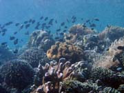 Potápění u ostrova Bunaken, lokalita Siladan I. Indonésie.