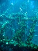 Vrak holandsk obchodn lodi potopen v roce 1942. Potpn u ostrova Bunaken, lokalita Molas Wreck. Sulawesi,  Indonsie.