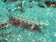 Potpn u ostrova Bunaken, lokalita Molas Wreck. Sulawesi,  Indonsie.