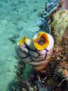 Polycarpa aurata. Potápění u ostrova Bunaken, lokalita Molas Wreck. Sulawesi,  Indonésie.