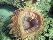 Potápění u ostrova Bunaken, lokalita Molas Wreck. Sulawesi, Indonésie.