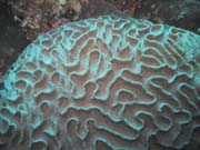 Potpn u ostrova Bunaken, lokalita Lekuan III. Sulawesi,  Indonsie.