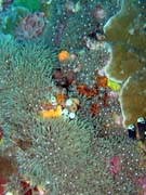 Potápění u ostrova Bunaken, lokalita Lekuan III. Sulawesi, Indonésie.