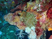Potápění u ostrova Bunaken, lokalita Lekuan III. Sulawesi, Indonésie.