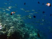 Potápění u ostrova Bunaken, lokalita Lekuan I. Sulawesi, Indonésie.