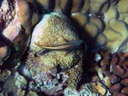 Potápění u ostrova Bunaken, lokalita Lekuan I. Sulawesi, Indonésie.