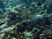 Potápění u ostrova Bunaken, lokalita Lekuan I. Sulawesi, Indonésie.