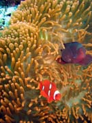 Klauni (Clown Anemonefish) ve svém hostiteli rostlině anemone. Potápění u ostrova Bunaken, lokalita Mandolin. Indonésie.