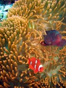 Klauni (Clown Anemonefish) ve svém hostiteli rostlině anemone. Potápění u ostrova Bunaken, lokalita Mandolin. Sulawesi, Indonésie.