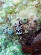 Nudibranch. Potápění u ostrova Bunaken, lokalita Mandolin. Sulawesi, Indonésie.