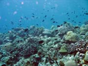 Potápění u ostrova Bunaken, lokalita Mandolin. Sulawesi,  Indonésie.