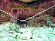 Kreveta (Shrimp). Potápění u ostrova Bunaken, lokalita Mandolin. Sulawesi,  Indonésie.