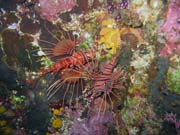 Lionfish. Potpn u ostrova Bunaken, lokalita Chelo Chelo. Indonsie.