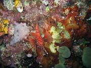 Lionfish. Potpn u ostrova Bunaken, lokalita Chelo Chelo. Sulawesi, Indonsie.