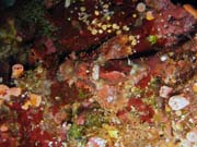 Scorpionfish. Potápění u ostrova Bunaken, lokalita Alban. Indonésie.
