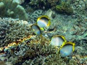 Spotfin Butterflyfish. Potápění u ostrova Bunaken, lokalita Alban. Sulawesi,  Indonésie.