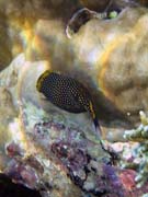 Spotted Boxfish (Ostracion meleagris). Potápění u ostrova Bunaken, lokalita Alban. Indonésie.