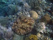 Potpn u ostrova Bunaken, lokalita Alban. Sulawesi,  Indonsie.