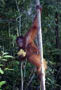Orangutan  v národním parku Tanjung Puting. Indonésie.