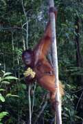 Orangutan  v nrodnm parku Tanjung Puting. Kalimantan,  Indonsie.