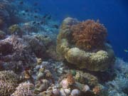 Potpn u ostrova Bunaken, lokalita Alban. Sulawesi,  Indonsie.