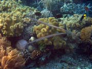 Trumpetfish. Potápění u ostrova Bunaken, lokalita Alban. Indonésie.