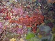 Scorpionfish. Potápění u ostrova Bunaken, lokalita Lekuan I. Indonésie.