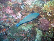 Parrotfish. Potápění u ostrovů Togian, Kadidiri, lokalita Taipee Wall. Indonésie.