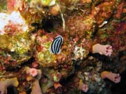 Nudibranch. Potpn u ostrov Togian, Kadidiri, lokalita Taipee Wall. Indonsie.