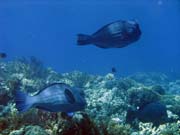 Double-headed Parrotfish (Bolbometopon muricatum). Potápění u ostrovů Togian, Kadidiri, lokalita Taipee Wall. Sulawesi,  Indonésie.