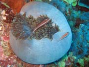 Klaun (Clown Anemonefish) ve svém hostiteli rostlině anemone. Potápění u ostrovů Togian, Kadidiri, lokalita Labyrint. Sulawesi,  Indonésie.