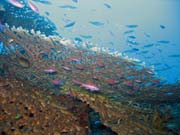 Potápění u ostrovů Togian, Kadidiri, lokalita Labyrint. Sulawesi,  Indonésie.
