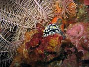 Nudibranch. Potápění u ostrovů Togian, Kadidiri, lokalita Labyrint. Sulawesi,  Indonésie.