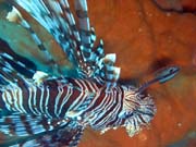 Perutn, nebo-li Lionfish. Potpn u ostrov Togian, Kadidiri, vrak bombardru B24 z druh svtov vlky potopen 3. kvtna 1945. Sulawesi, Indonsie.