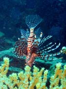 Perutn, nebo-li Lionfish. Potpn u ostrov Togian, Kadidiri, vrak bombardru B24 z druh svtov vlky potopen 3. kvtna 1945. Sulawesi, Indonsie.