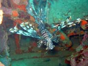 Perutýn, nebo-li Lionfish. Potápění u ostrovů Togian, Kadidiri, vrak bombardéru B24 z druhé světové války potopený 3. května 1945. Indonésie.