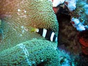 Clarks anemonefish (Amphiprion clarkii). Potápění u ostrovů Togian, Kadidiri, lokalita Two Canyons. Sulawesi,  Indonésie.
