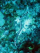 Korálový had - Sea krait (Laticauda colubrina). Potápění u ostrovů Togian, Kadidiri, lokalita Two Canyons. Sulawesi,  Indonésie.