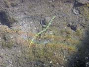 Pipefish. Potápění u ostrovů Togian, Una Una, lokalita Apollo. Sulawesi,  Indonésie.