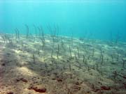 Úhoř, nebo-li Garden eel. Potápění u ostrovů Togian, Una Una, lokalita Apollo. Indonésie.