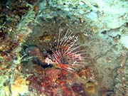Lionfish. Potápění u ostrovů Togian, Una Una, lokalita Apollo. Sulawesi,  Indonésie.