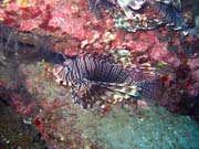 Lionfish. Potápění u ostrovů Togian, Una Una, lokalita Apollo. Indonésie.