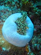 Klaun (Clown Anemonefish) ve svém hostiteli rostlině anemone. Potápění u ostrovů Togian, Una Una, lokalita Fishermania/Pinnacle. Sulawesi,  Indonésie.