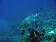 Potápění u ostrovů Togian, Una Una, lokalita Fishermania/Pinnacle. Sulawesi,  Indonésie.