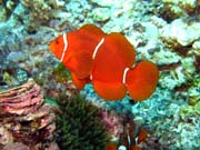 Klaun (Clown Anemonefish). Potápění u ostrovů Togian, Kadidiri, lokalita Dominic Rock. Sulawesi,  Indonésie.