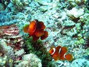 Klaun (Clown Anemonefish). Potpn u ostrov Togian, Kadidiri, lokalita Dominic Rock. Sulawesi, Indonsie.