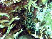 Giant Clam, Potpn u ostrov Togian, Kadidiri, lokalita Dominic Rock. Sulawesi, Indonsie.